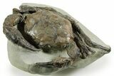 Exceptional Fossil Crab (Pulalius) - Washington State #367607-2